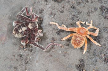 Media type: image;   Invertebrate Zoology 128904